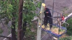 На Юнусалиева продолжают вырубать деревья. Видео горожанина