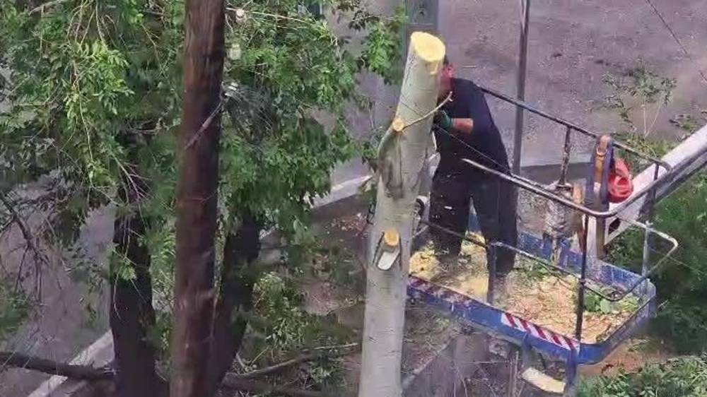 На Юнусалиева продолжают вырубать деревья. Видео горожанина
