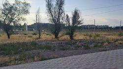 Новый парк в Токмоке засох. Фото жителя