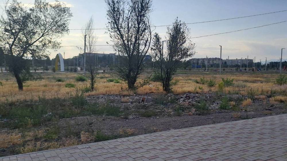Новый парк в Токмоке засох. Фото жителя