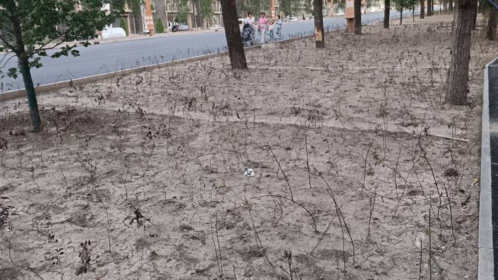 Дорогу по Айтматова еще не открыли, а саженцы уже засохли? Фото горожанина