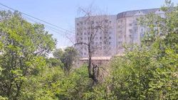 Горожанин просит спилить сухое дерево на Уметалиева. Фото