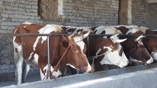 средний надой