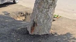 В Оше деревья замуровали в асфальт. Видео