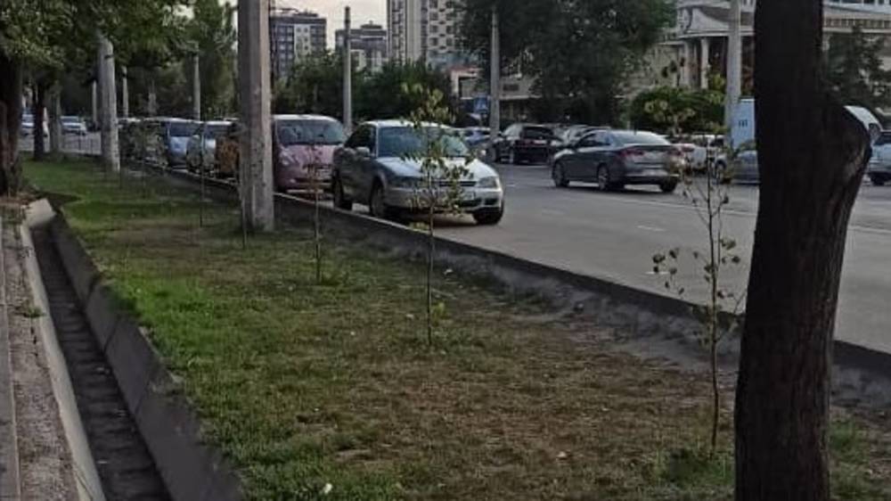 Саженцы на Сухэ-Батора засохли. Фото горожанина