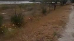 В жилгородке Совмина сохнут саженцы. Видео