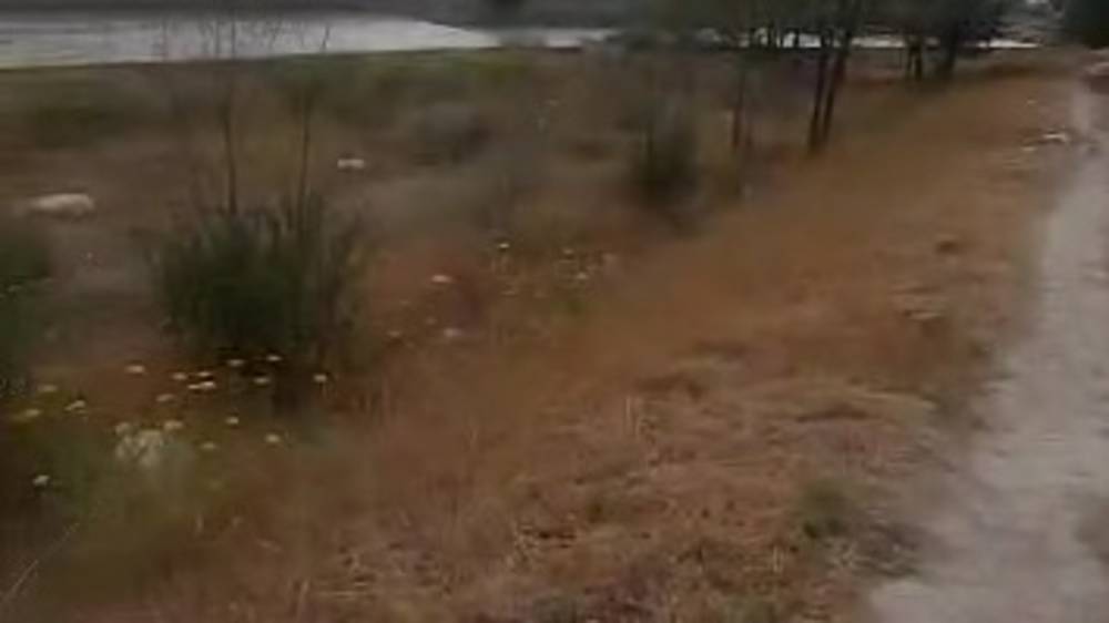 В жилгородке Совмина сохнут саженцы. Видео
