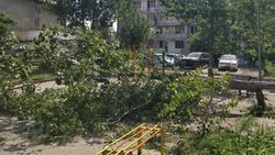 Во дворе дома в 8 мкр упало дерево. Фото