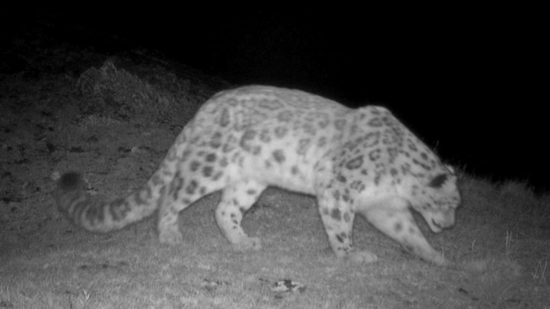 Snow leopards found in new mountainous area in Kyrgyzstan