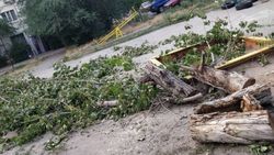 Упавшее дерево в 8 мкр убрали, но ветки оставили. Фото