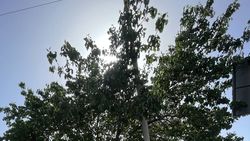 На Южной магистрали, где ранее «поливали» асфальт, сохнет дерево. Ответ мэрии