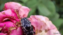 Жук бронзовка не наносит серьёзного вреда растениям, - мэрия