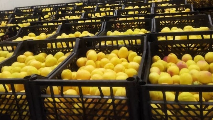 Kyrgyzstan undergoes remote video inspection for apricot and peach exports to China