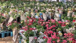 Какие цветы будут сажать на газонах на Айтматова после ремонта. Фото