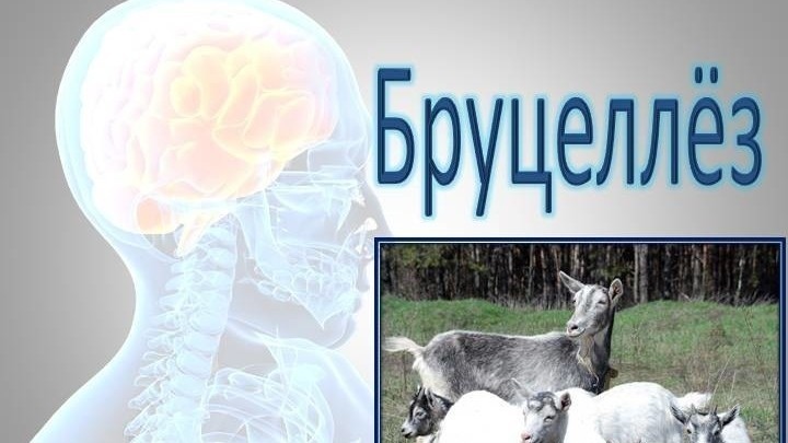 12 cases of brucellosis registered in Bishkek in six months