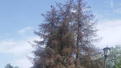 Состояние территории возле памятника Токтогулу Сатылганову. Видео