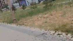 Парк Дружбы Кыргызстана и Азербайджана заброшен. Видео