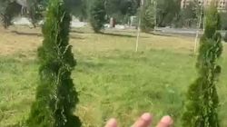 В парке Дружбы Кыргызстана и Азербайджана производят полив зеленых насаждений, - мэрия В парке Дружбы Кыргызстана и Азербайджана производят полив зеленых насаждений, - мэрия