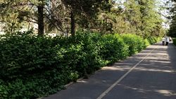 Почему не стригут кусты возле парка «Адинай»? - горожанин