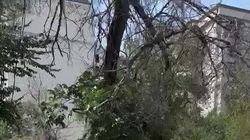 Горожанин просит спилить сухое дерево на Горького. Видео