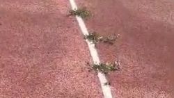 На беговой дорожке нового стадиона в Караколе уже растет трава. Видео