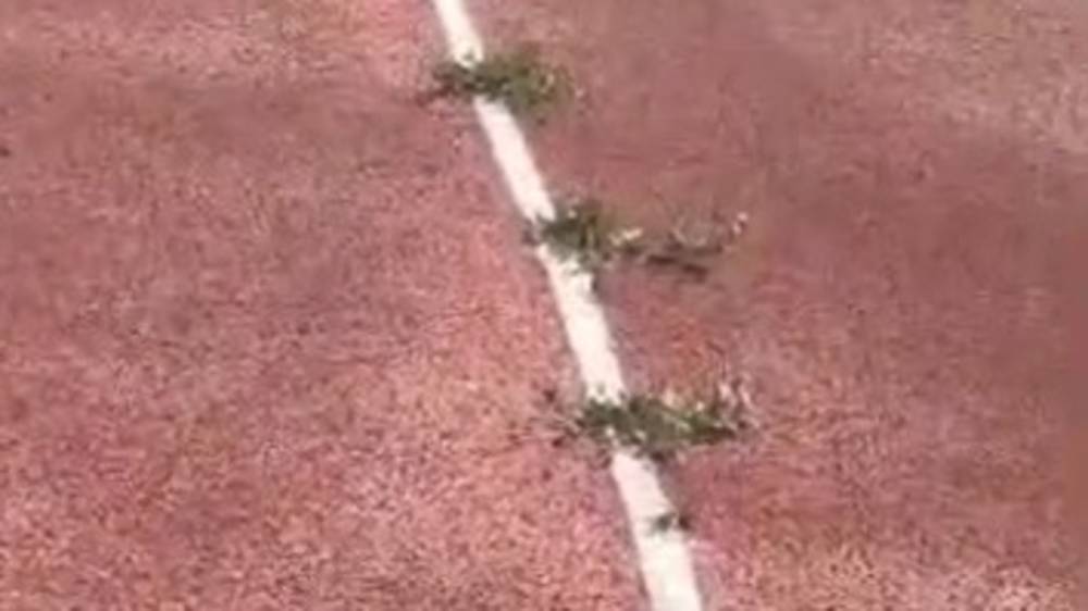 На беговой дорожке нового стадиона в Караколе уже растет трава. Видео