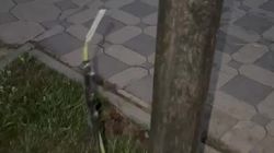Оголенный провод в парке Байтик Баатыра. Видео