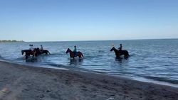 На Иссык-Куле группа всадников купает лошадей в озере. Видео