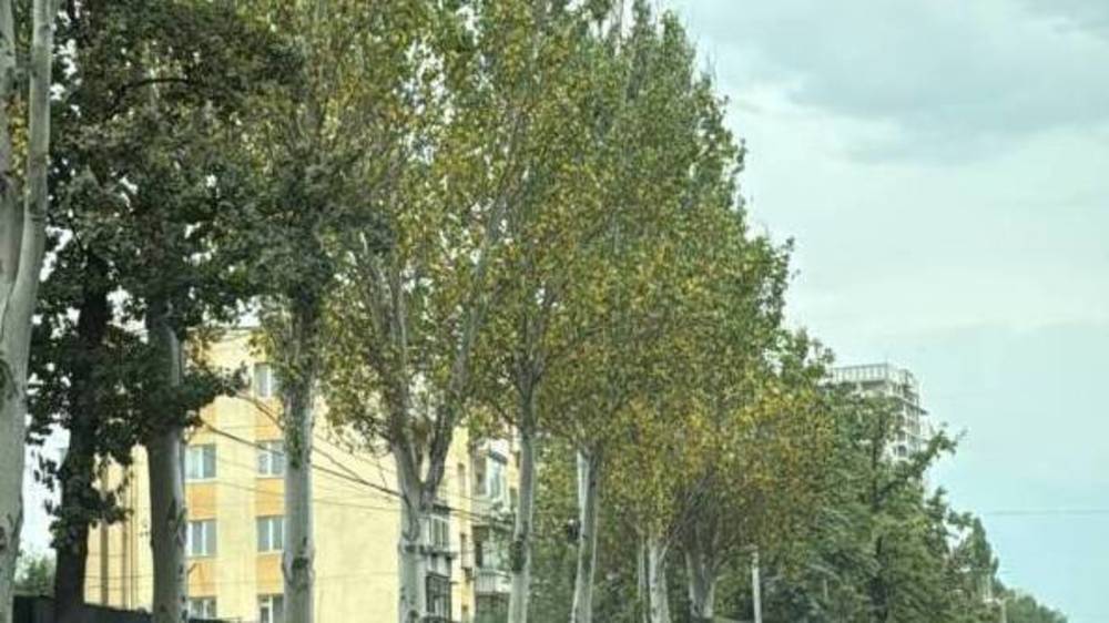 На ул.Манаса уже желтеют листья тополей. Фото