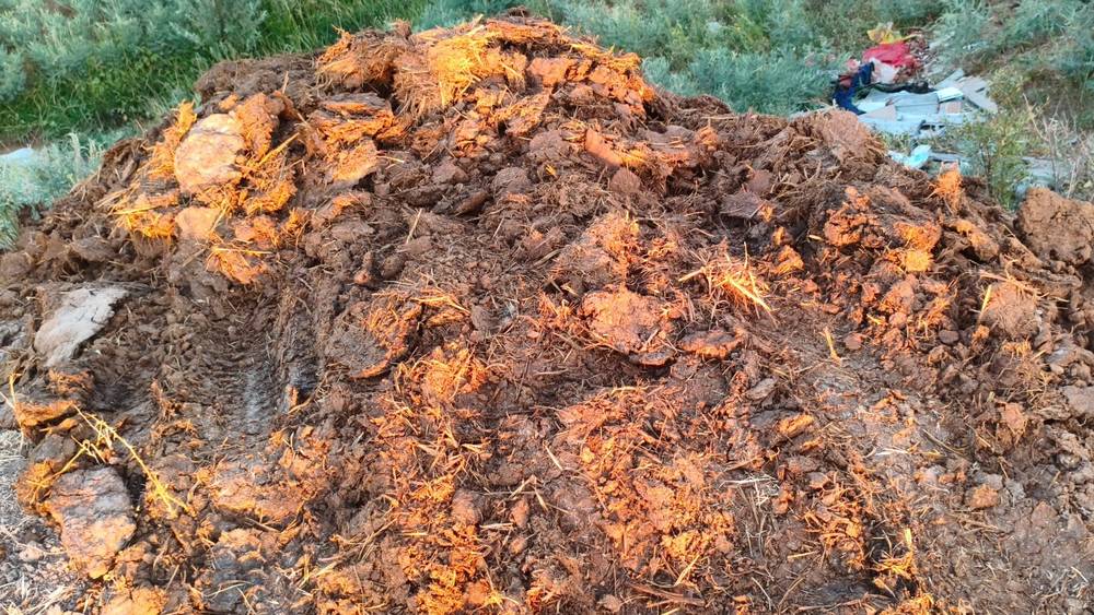 Житель села Бек-Тоо вывалил кучу навоза в русло реки. Видео