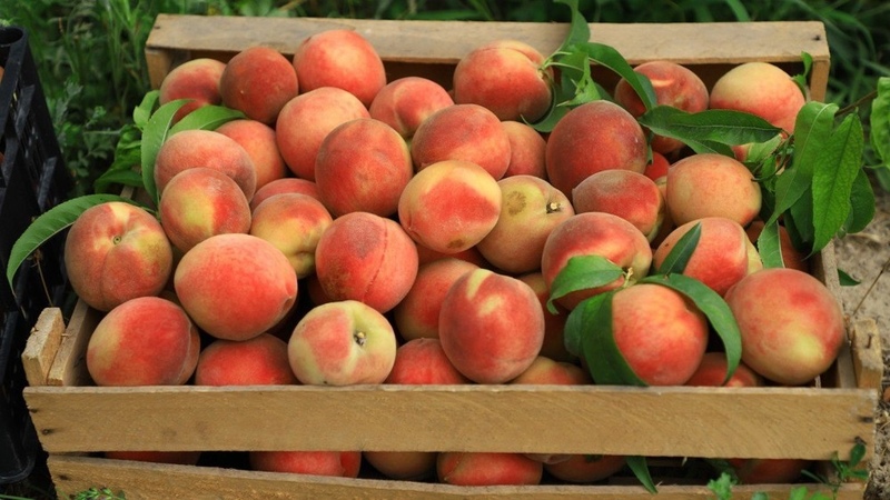 Brown monilial rot detected in peaches from Kyrgyzstan