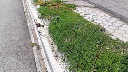 Новые саженцы по Токтогула—Турусбекова высохли, - горожанин
