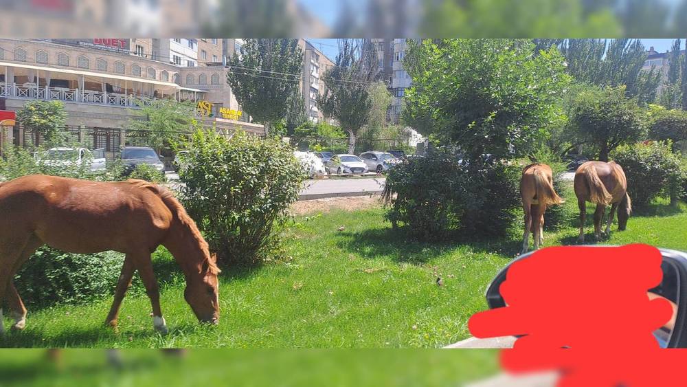 На Аалы Токомбаева—Сухэ-Батора пасутся лошади. Фото