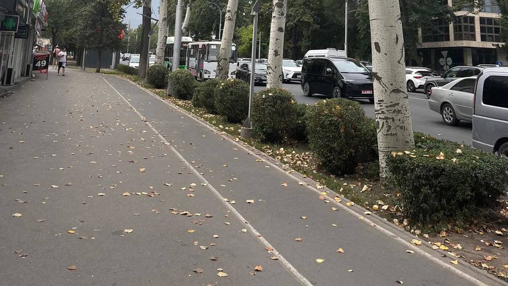 Для тополей на Манаса уже наступила осень? Фото горожанина