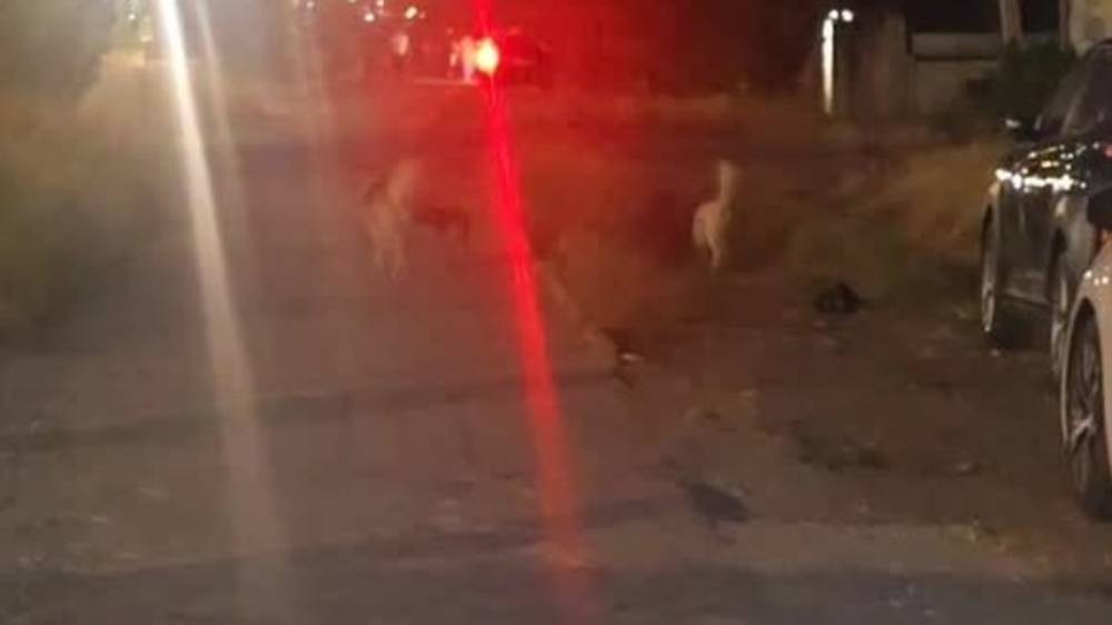 Возле мусорки на Масалиева много бродячих собак. Видео