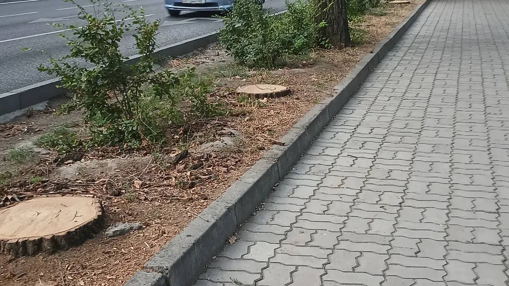 Зачем на Молодой Гвардии вырубили несколько деревьев? Видео