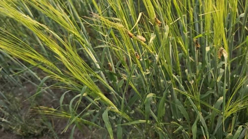 Кузнечики уничтожают урожай ячменя в Жайылском районе. Видео жителей