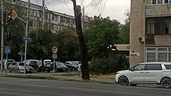 Во время ремонт дороги по Токтогула деревья закатали в асфальт. Фото горожанина