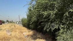 Горожанин предлагает организовать сквер вдоль дороги по ул.Профсоюзной. Фото