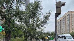 На Льва Толстого дерево посадили в арычный лоток. Ответ мэрии