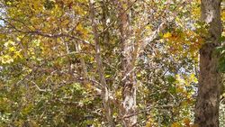 Горожанин рассказал, почему клёны в Театральном сквере сбрасывают листву. Фото