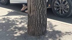 На остановке на Донецкой ствол дерева закатали в асфальт. Ответ «Бишкекасфальтсервис»