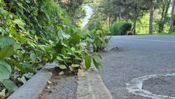 Велодорожка на Айтматова зарастает деревьями. Фото