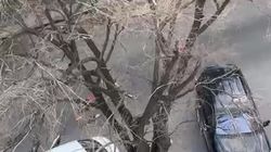 Сухое дерево на Белорусской. Видео