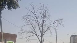 Сухие деревья в Кызыл-Аскере. Фото