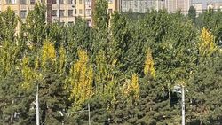Деревья на Южной магистрали высыхают. Фото