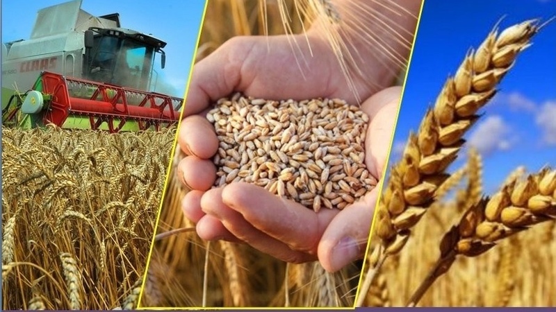 Areas under grain and legume crops increase in Kyrgyzstan in 2025