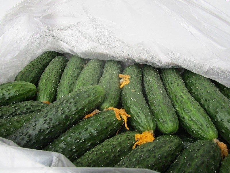 Kyrgyzstan imports 2,922 tons of cucumbers from Uzbekistan in half a year