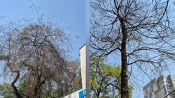 Горожанин просит спились сухие деревья на Чуй—Исанова. Фото Горожанин просит спились сухие деревья на Чуй—Исанова. Фото