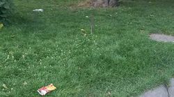 Мусор на газоне возле Филармонии. Фото Мусор на газоне возле Филармонии. Фото